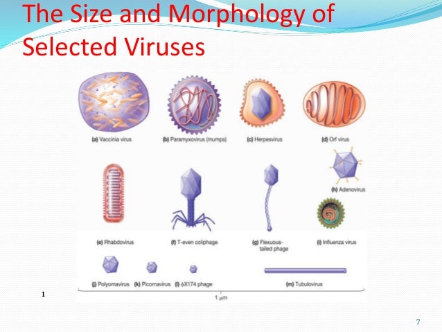 b sc micro i em unit 3 5 viruses size of viruses