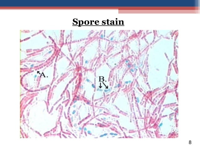 B.sc. (micro) i em unit 4.1 staining techniques