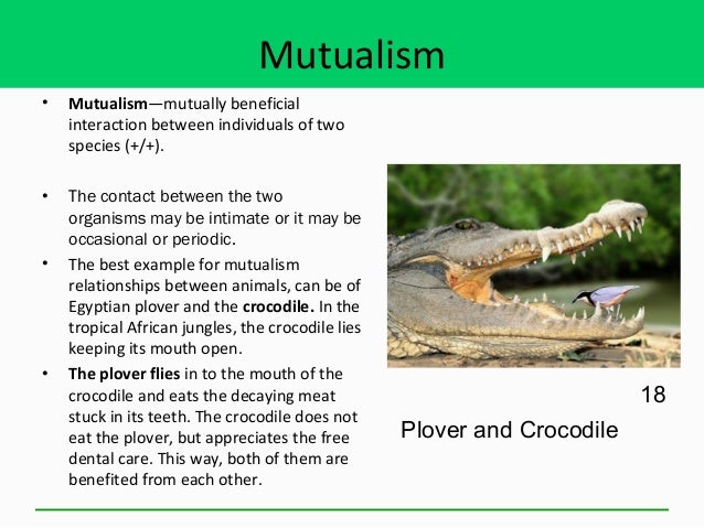 what might be an example of a neutral relationship in this ecosystem
