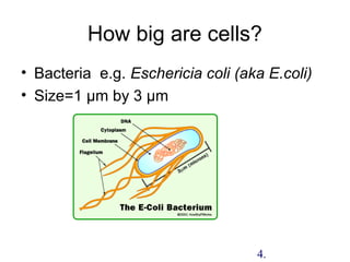How big are cells?
• Bacteria e.g. Eschericia coli (aka E.coli)
• Size=1 µm by 3 µm
4.
 