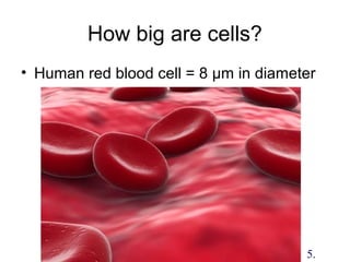How big are cells?
• Human red blood cell = 8 µm in diameter
5.
 