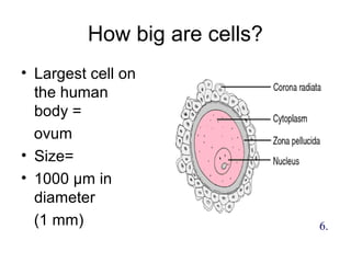 How big are cells?
• Largest cell on
the human
body =
ovum
• Size=
• 1000 µm in
diameter
(1 mm) 6.
 