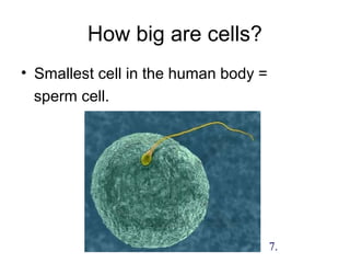 How big are cells?
• Smallest cell in the human body =
sperm cell.
7.
 