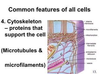 Common features of all cells
4. Cytoskeleton
– proteins that
support the cell
(Microtubules &
microfilaments)
13.
 