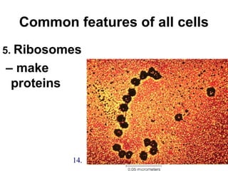 Common features of all cells
5. Ribosomes
– make
proteins
14.
 