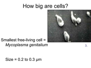 How big are cells?
Smallest free-living cell =
Mycoplasma genitalium
Size = 0.2 to 0.3 µm
3.
 