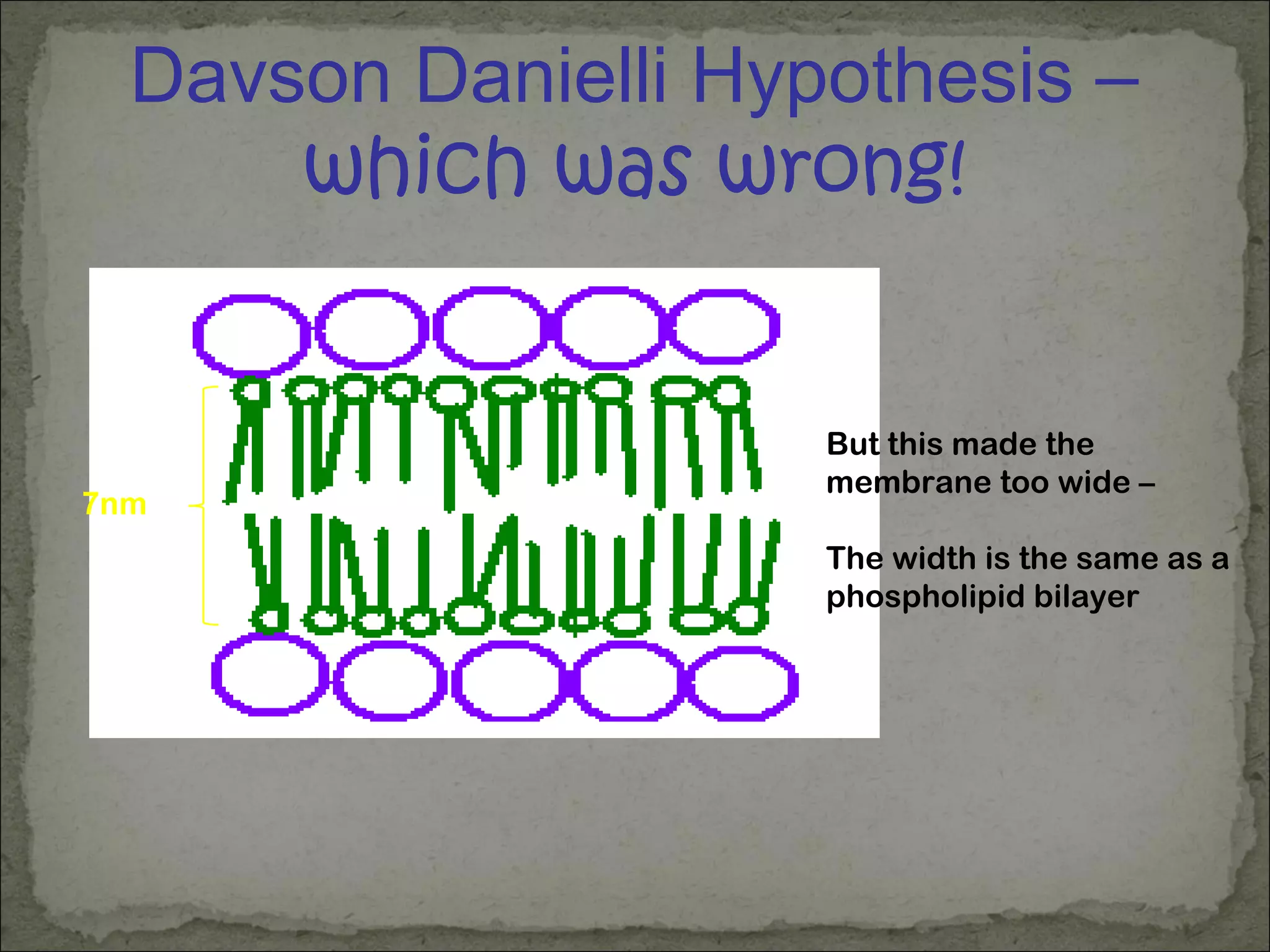 Davson Danielli Hypothesis –
which was wrong!
But this made the
membrane too wide –
The width is the same as a
phospholipid bilayer
7nm
 