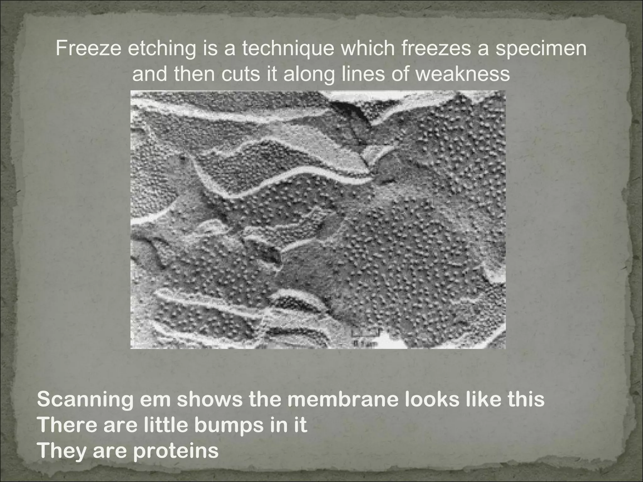 Freeze etching is a technique which freezes a specimen
and then cuts it along lines of weakness
Scanning em shows the membrane looks like this
There are little bumps in it
They are proteins
 