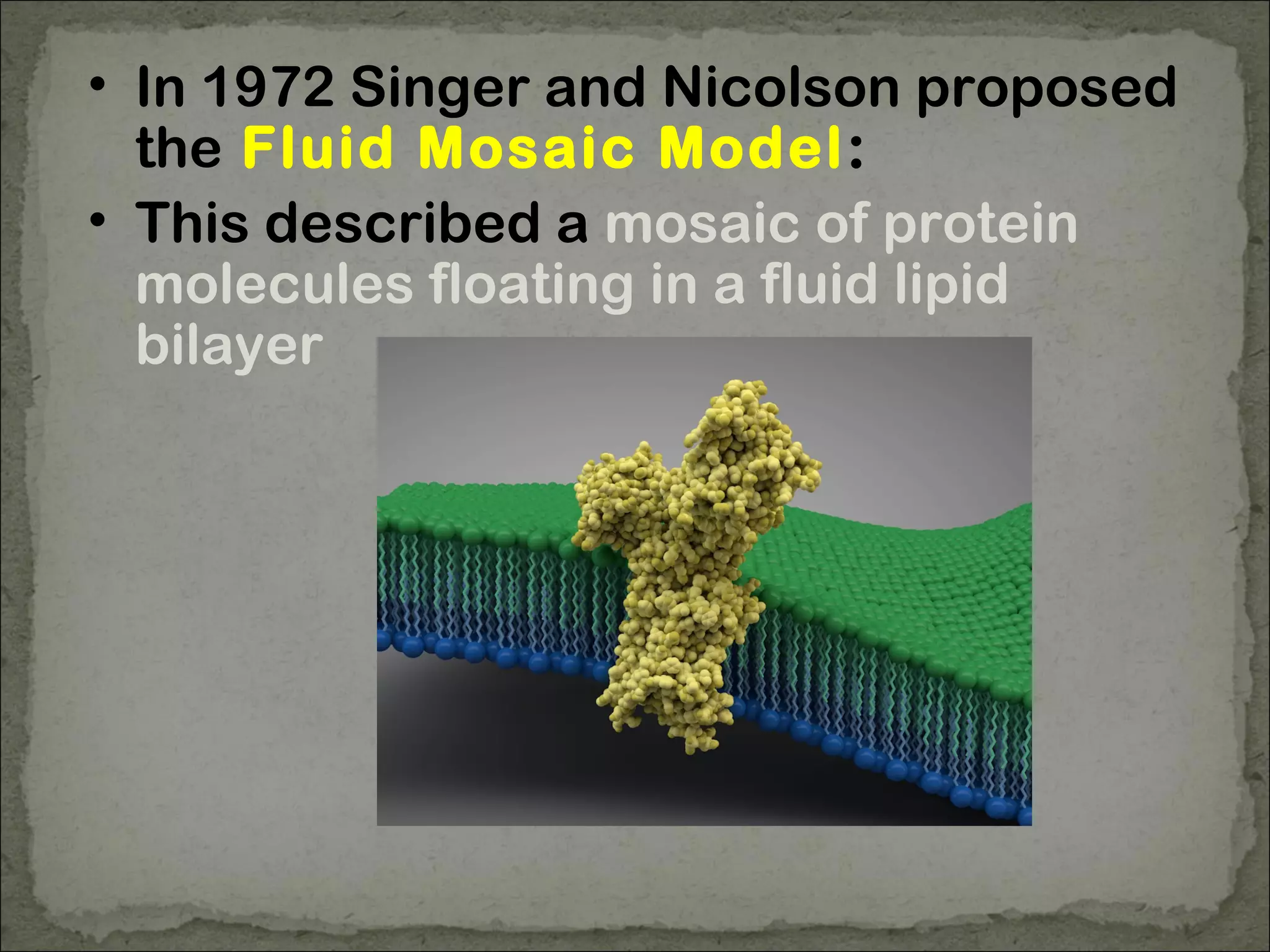 • In 1972 Singer and Nicolson proposed
the Fluid Mosaic Model:
• This described a mosaic of protein
molecules floating in a fluid lipid
bilayer
 