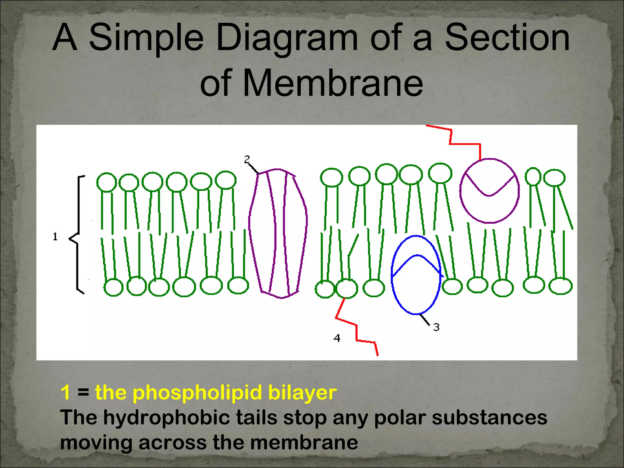 A Simple Diagram of a Section
of Membrane
1 = the phospholipid bilayer
The hydrophobic tails stop any polar substances
moving across the membrane
 