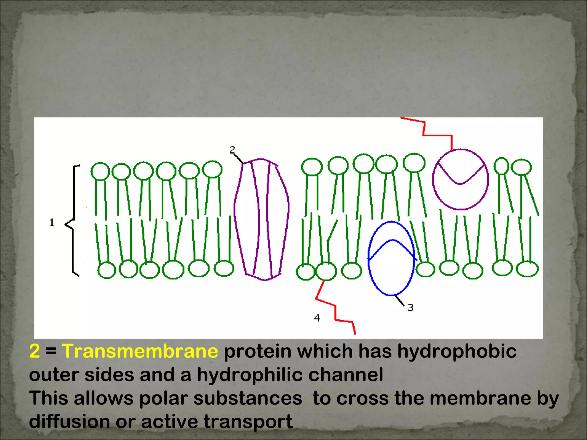 2 = Transmembrane protein which has hydrophobic
outer sides and a hydrophilic channel
This allows polar substances to cross the membrane by
diffusion or active transport
 