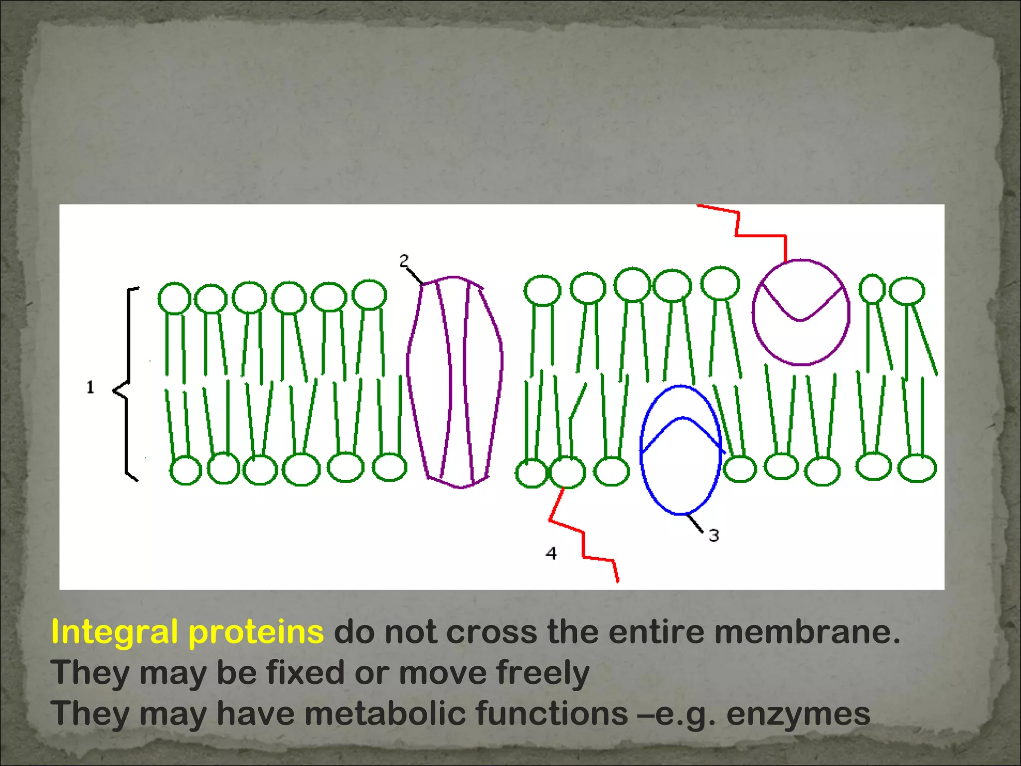 Integral proteins do not cross the entire membrane.
They may be fixed or move freely
They may have metabolic functions –e.g. enzymes
 