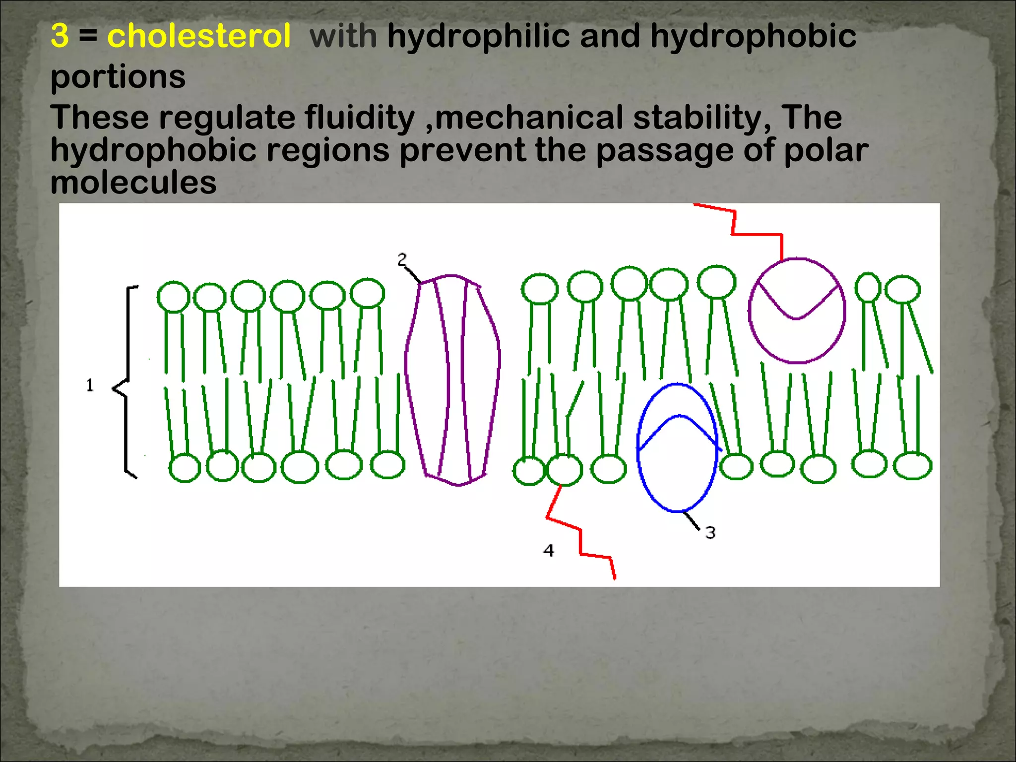3 = cholesterol with hydrophilic and hydrophobic
portions
These regulate fluidity ,mechanical stability, The
hydrophobic regions prevent the passage of polar
molecules
 