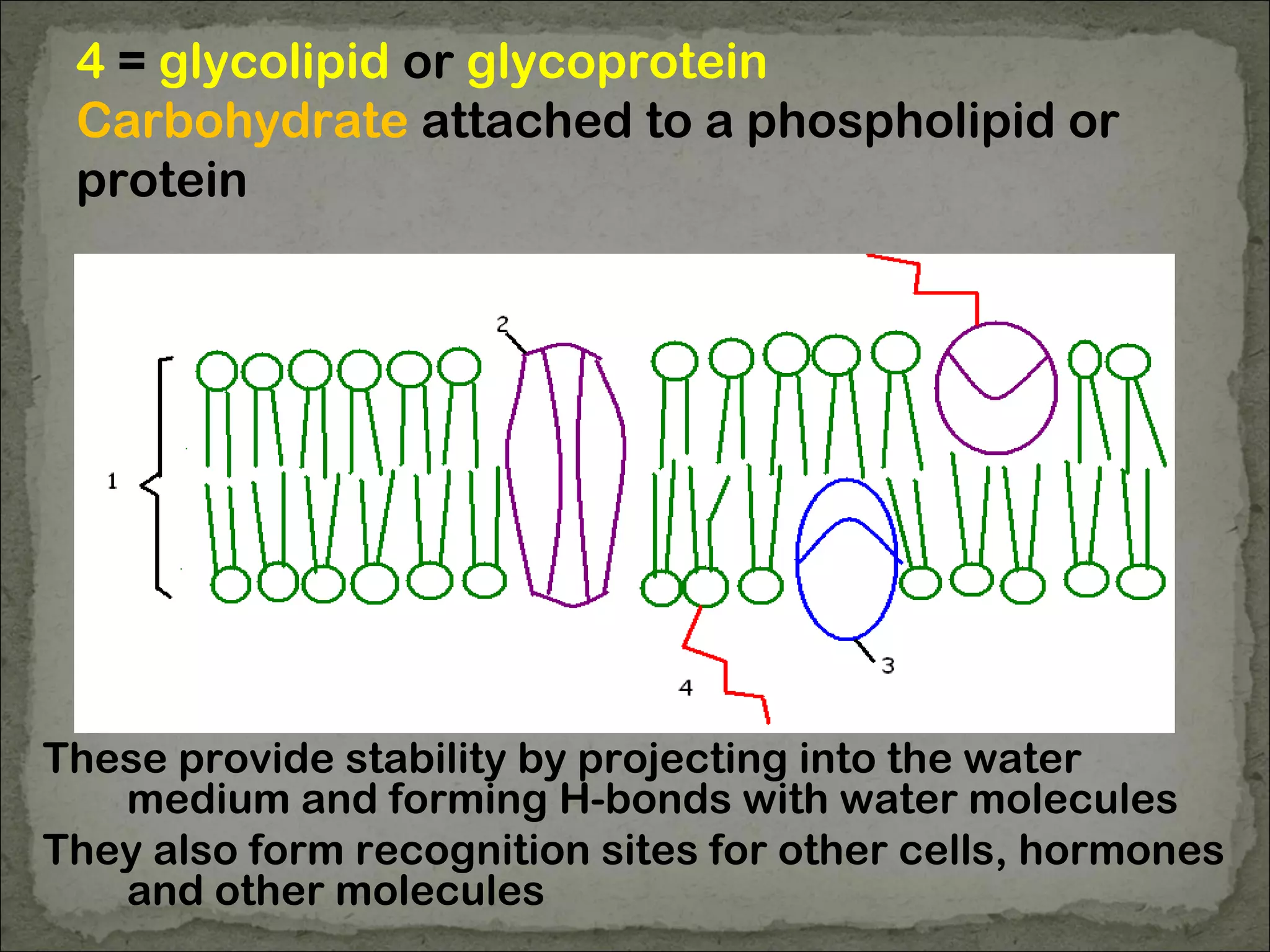 4 = glycolipid or glycoprotein
Carbohydrate attached to a phospholipid or
protein
These provide stability by projecting into the water
medium and forming H-bonds with water molecules
They also form recognition sites for other cells, hormones
and other molecules
 