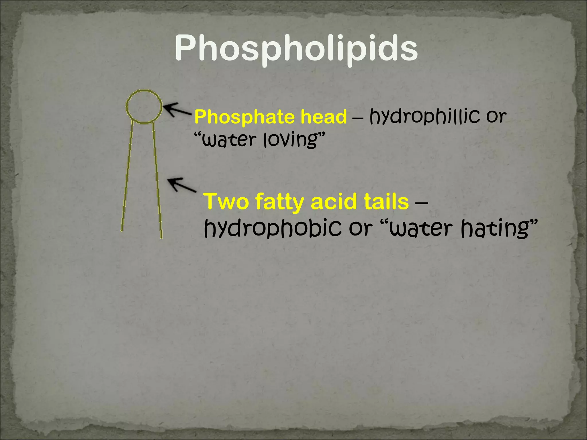 Phospholipids
Phosphate head – hydrophillic or
“water loving”
Two fatty acid tails –
hydrophobic or “water hating”
 