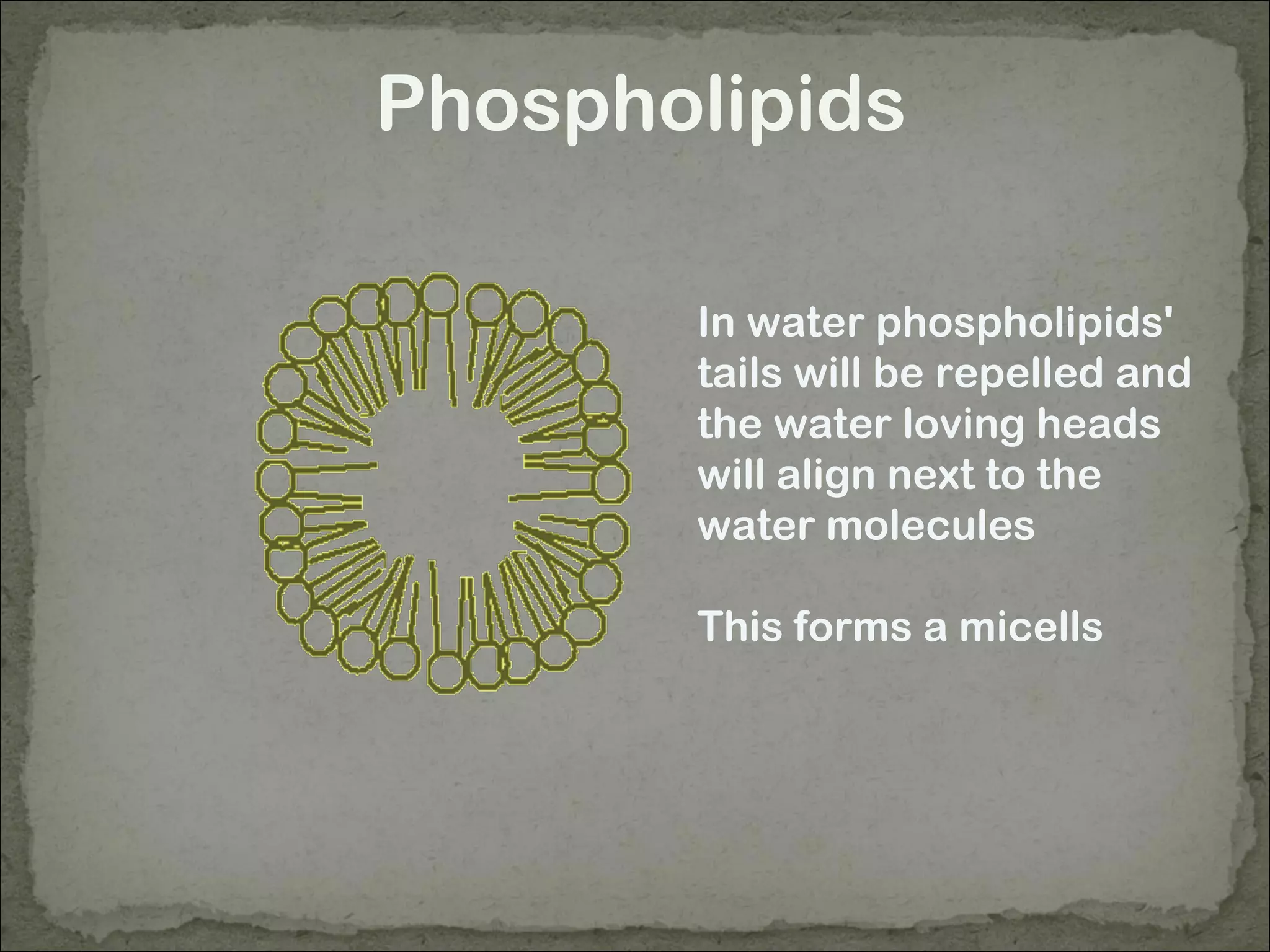 Phospholipids
In water phospholipids'
tails will be repelled and
the water loving heads
will align next to the
water molecules
This forms a micells
 