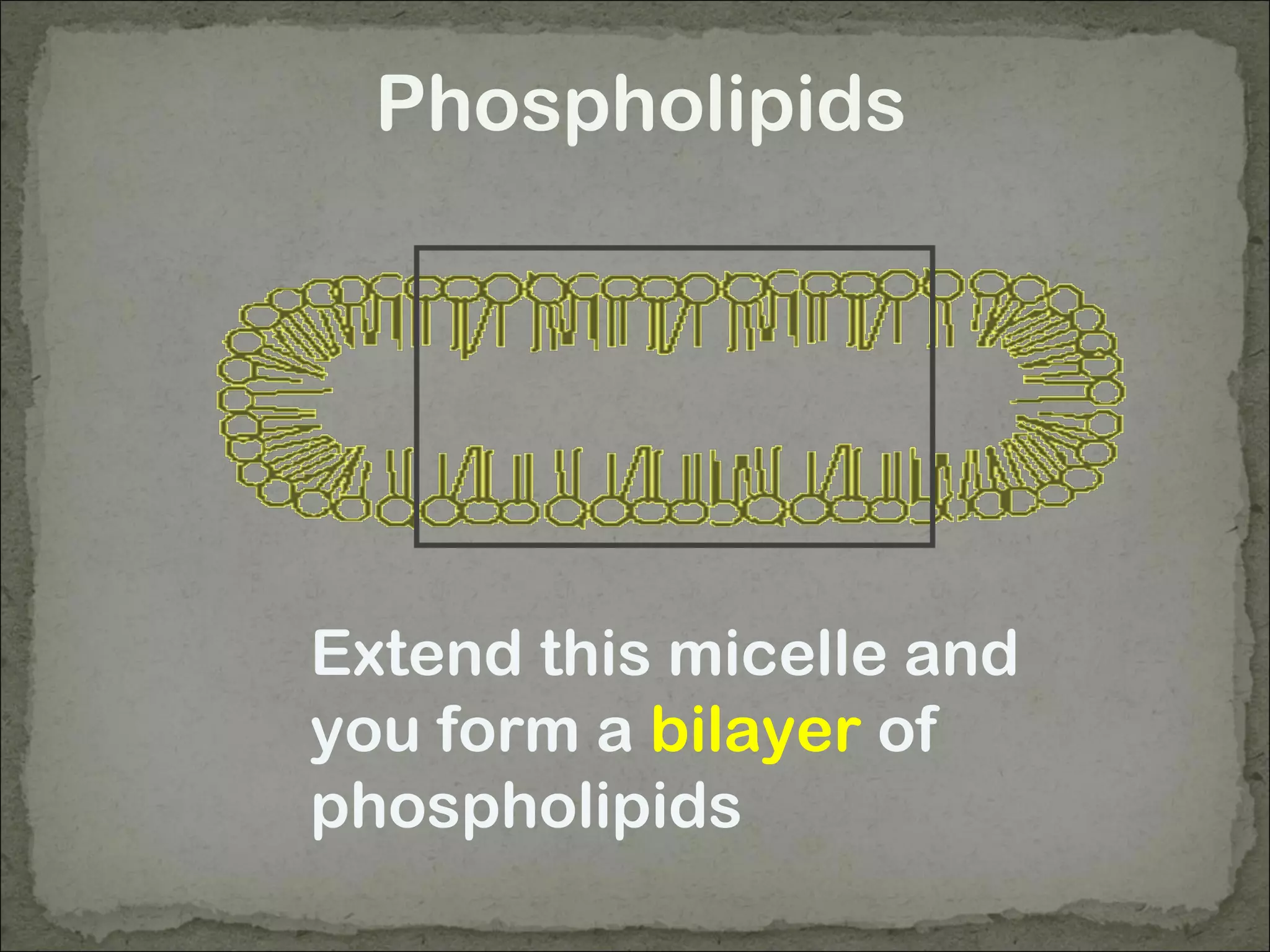 Phospholipids
Extend this micelle and
you form a bilayer of
phospholipids
 