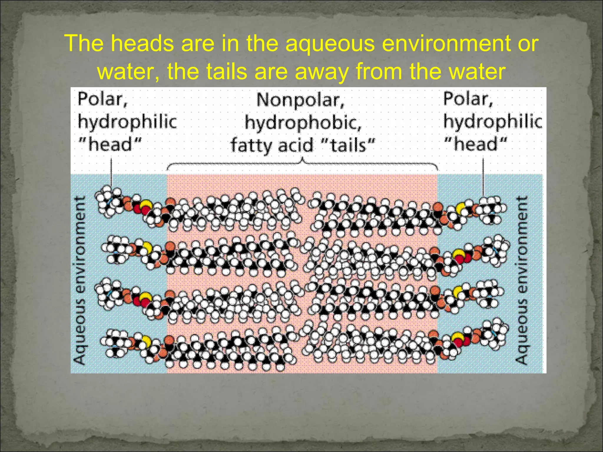 The heads are in the aqueous environment or
water, the tails are away from the water
 