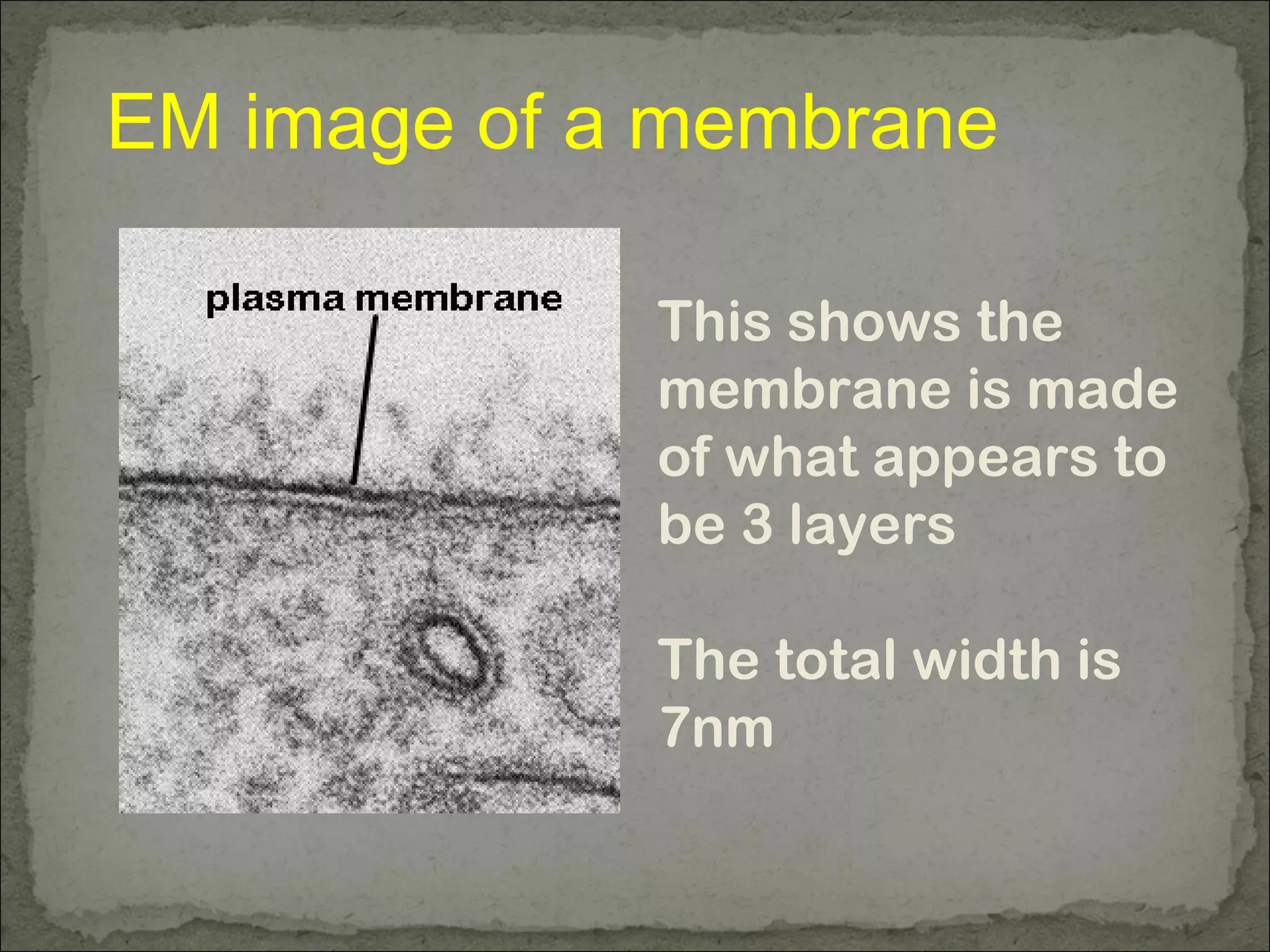EM image of a membrane
This shows the
membrane is made
of what appears to
be 3 layers
The total width is
7nm
 