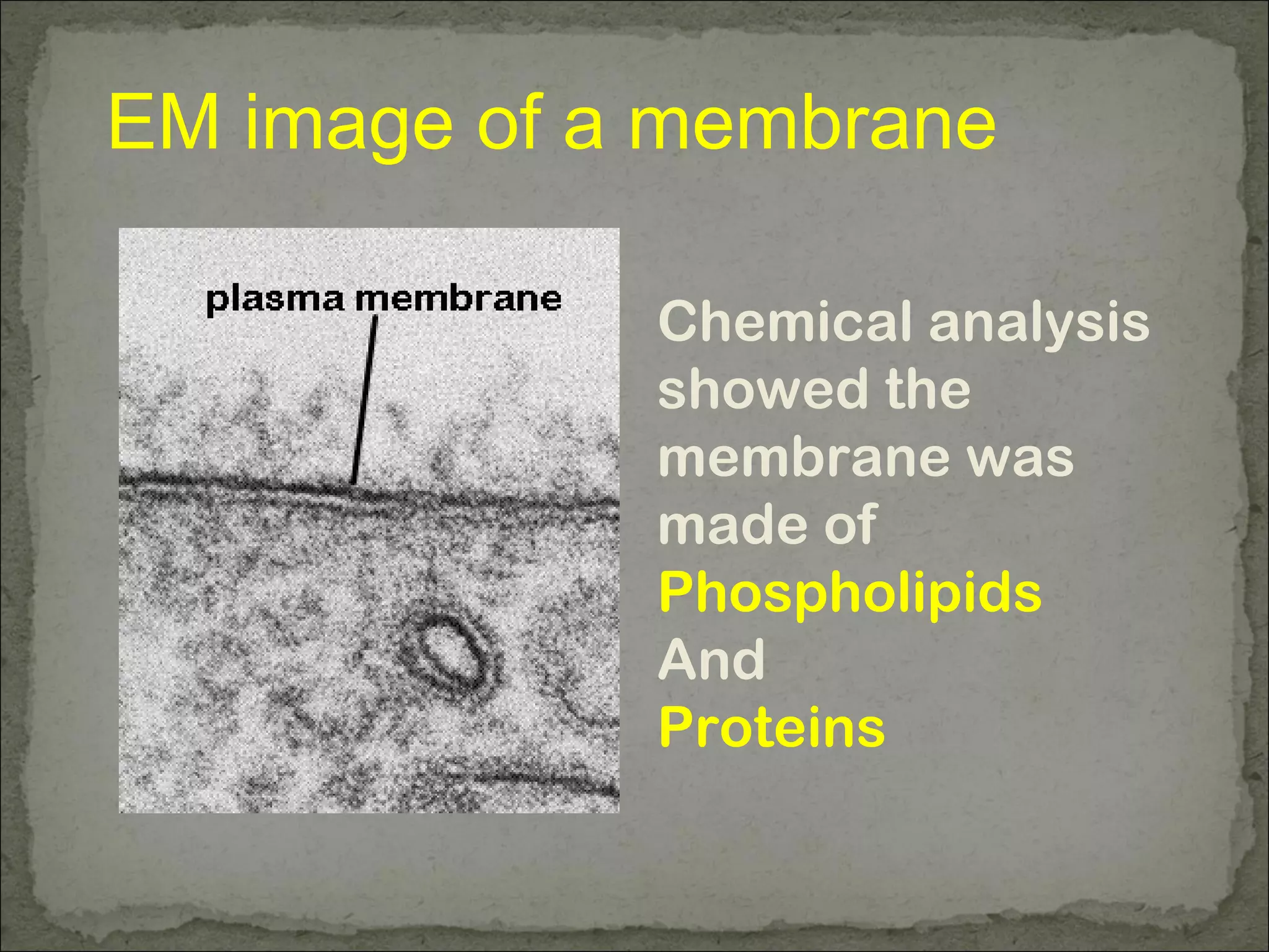 EM image of a membrane
Chemical analysis
showed the
membrane was
made of
Phospholipids
And
Proteins
 