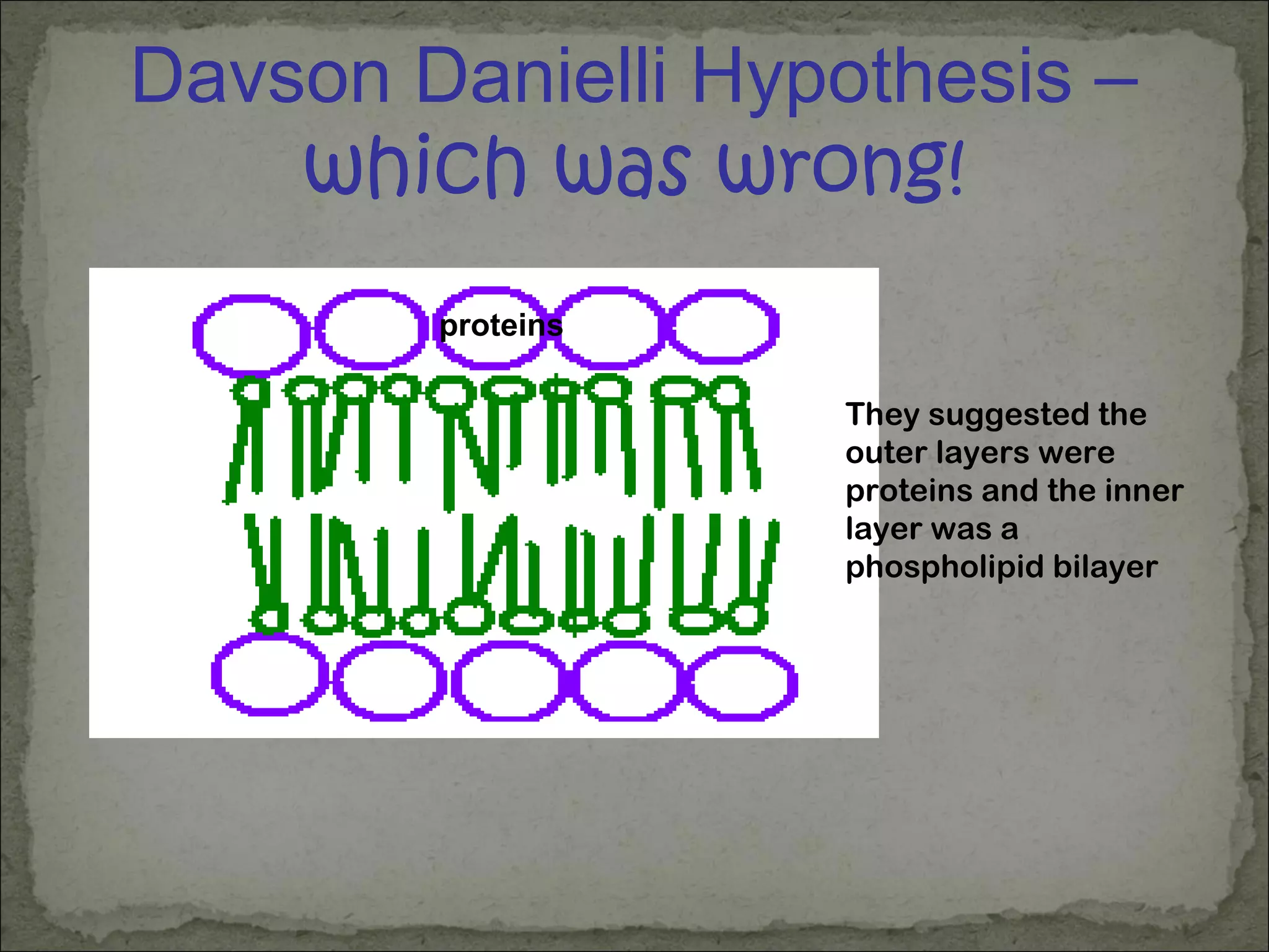 Davson Danielli Hypothesis –
which was wrong!
They suggested the
outer layers were
proteins and the inner
layer was a
phospholipid bilayer
proteins
 