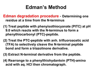 Exploring Proteins and Proteomes. Stryer,CHAPTER 3 ppt | PPT