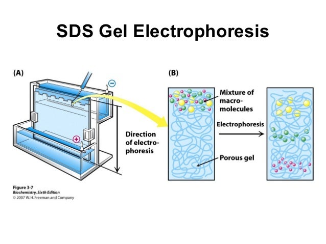 sds gel electrophoresis