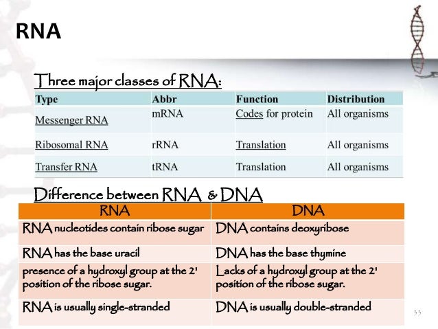 Similarities And Differences Between Mrna And Trna Chart
