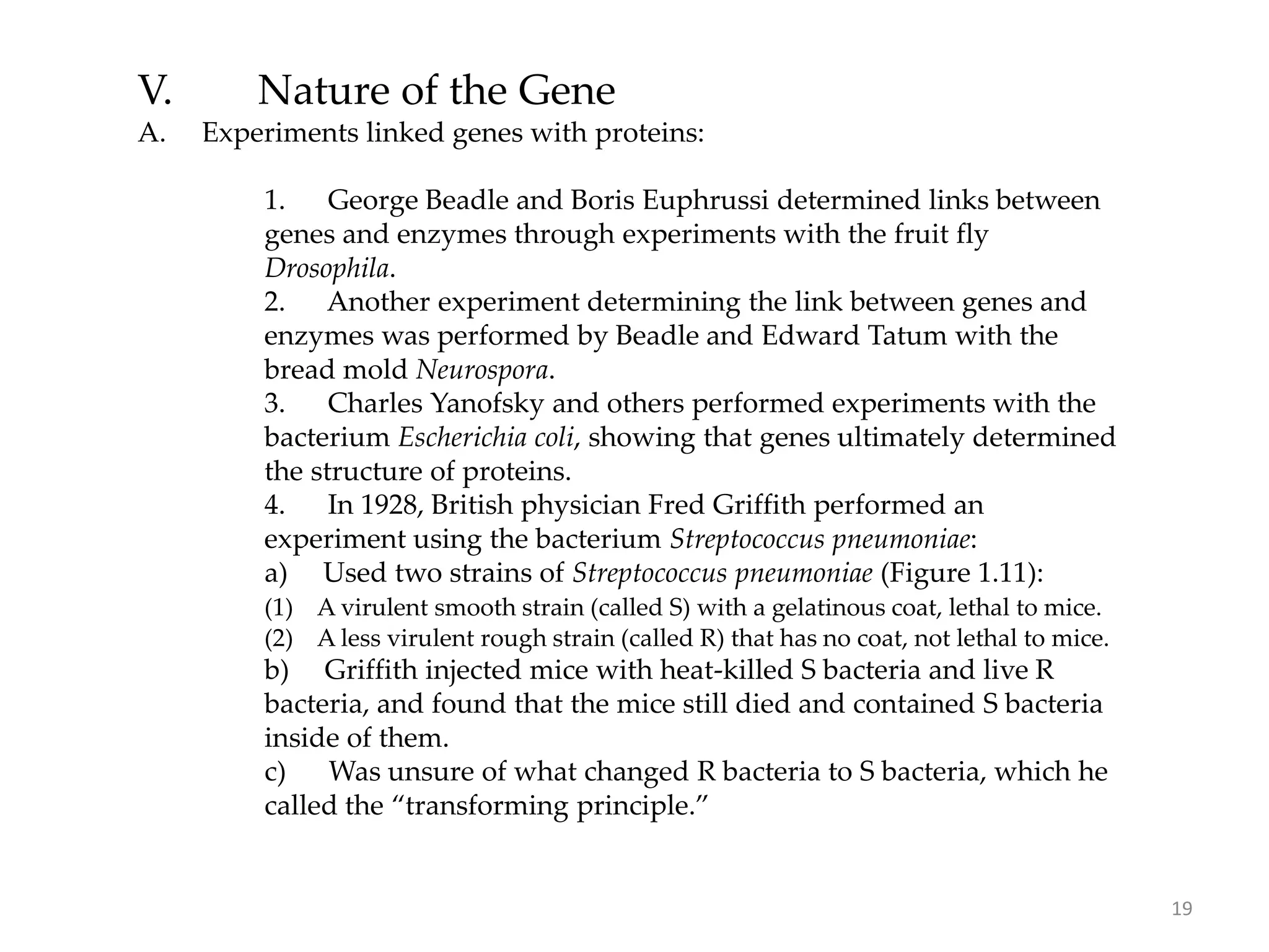 V. Nature of the Gene
A. Experiments linked genes with proteins:
1. George Beadle and Boris Euphrussi determined links between
genes and enzymes through experiments with the fruit fly
Drosophila.
2. Another experiment determining the link between genes and
enzymes was performed by Beadle and Edward Tatum with the
bread mold Neurospora.
3. Charles Yanofsky and others performed experiments with the
bacterium Escherichia coli, showing that genes ultimately determined
the structure of proteins.
4. In 1928, British physician Fred Griffith performed an
experiment using the bacterium Streptococcus pneumoniae:
a) Used two strains of Streptococcus pneumoniae (Figure 1.11):
(1) A virulent smooth strain (called S) with a gelatinous coat, lethal to mice.
(2) A less virulent rough strain (called R) that has no coat, not lethal to mice.
b) Griffith injected mice with heat-killed S bacteria and live R
bacteria, and found that the mice still died and contained S bacteria
inside of them.
c) Was unsure of what changed R bacteria to S bacteria, which he
called the “transforming principle.”
19
 