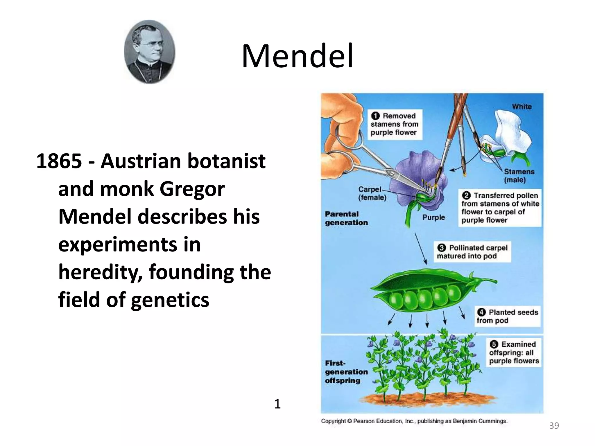 Mendel
1865 - Austrian botanist
and monk Gregor
Mendel describes his
experiments in
heredity, founding the
field of genetics
39
1
 