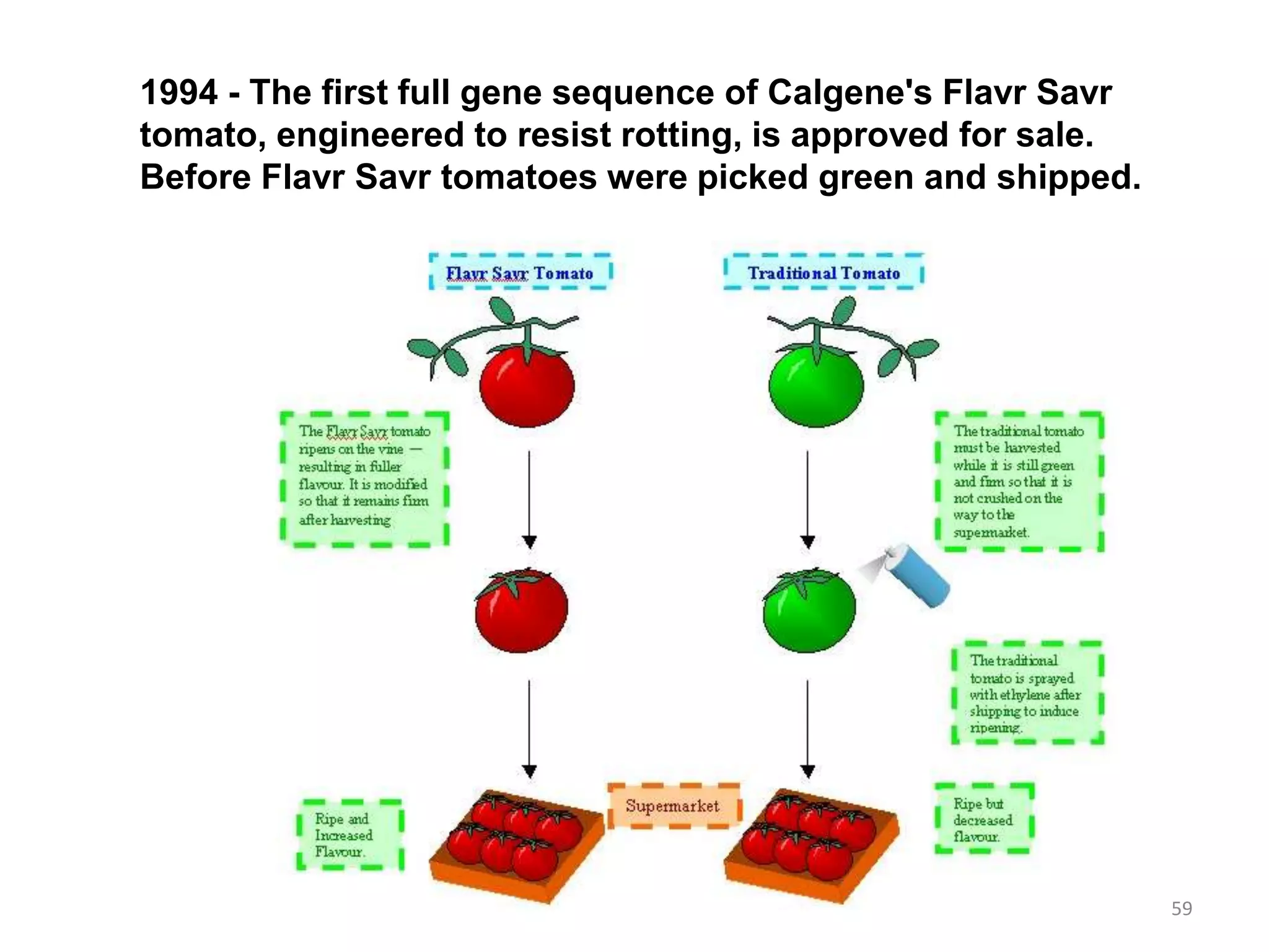 1994 - The first full gene sequence of Calgene's Flavr Savr
tomato, engineered to resist rotting, is approved for sale.
Before Flavr Savr tomatoes were picked green and shipped.
59
 