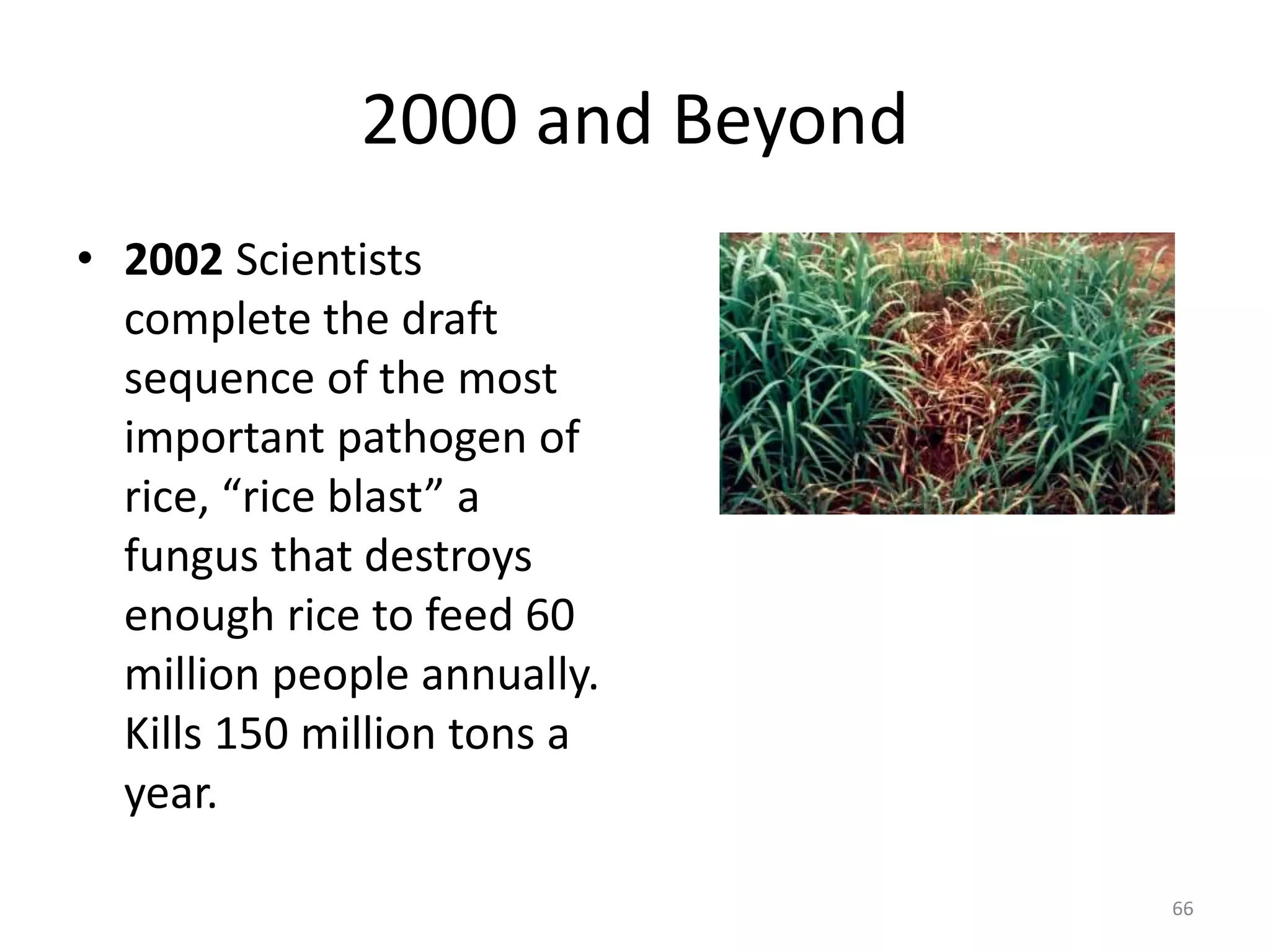 2000 and Beyond
• 2002 Scientists
complete the draft
sequence of the most
important pathogen of
rice, “rice blast” a
fungus that destroys
enough rice to feed 60
million people annually.
Kills 150 million tons a
year.
66
 