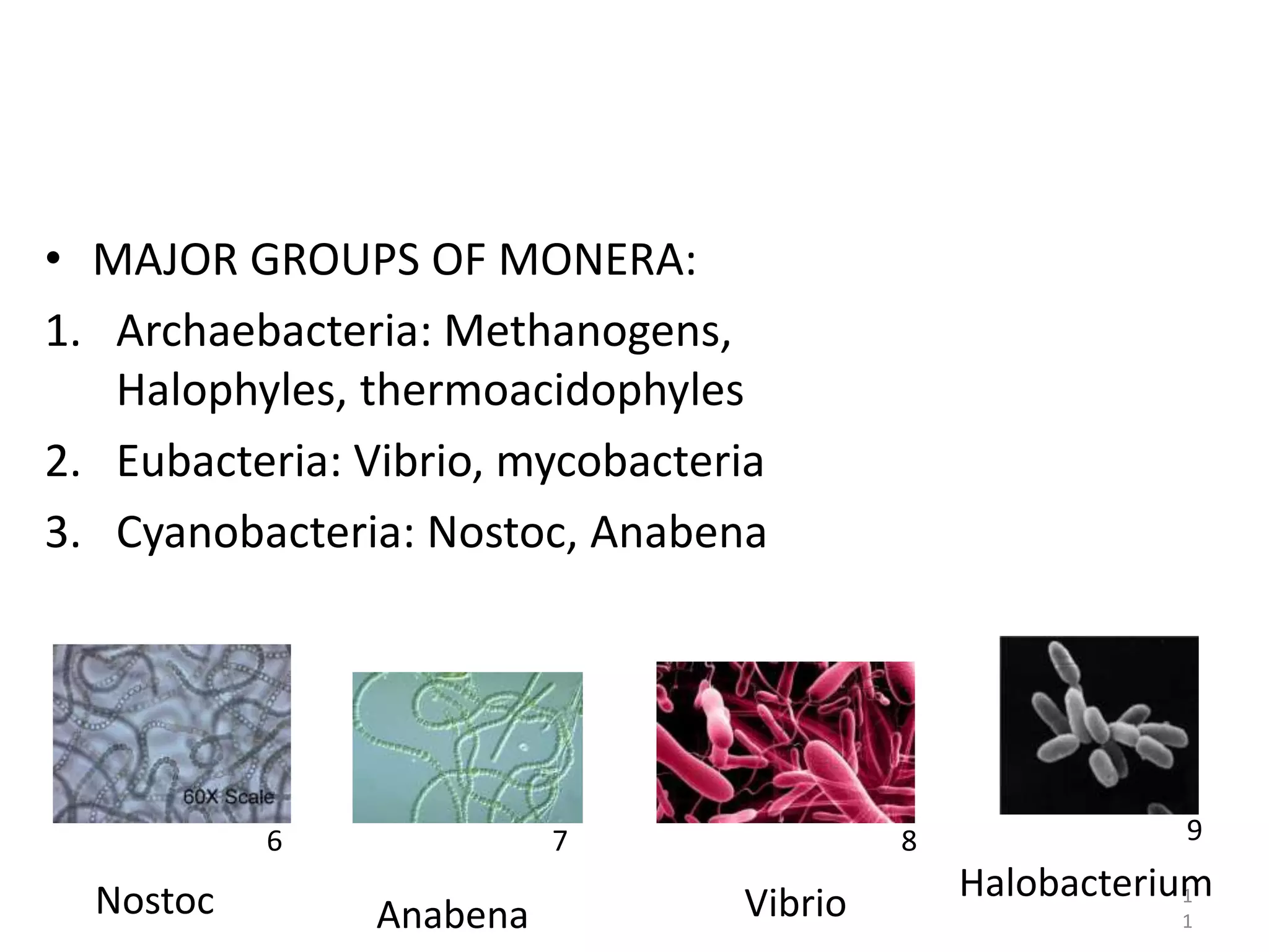 • MAJOR GROUPS OF MONERA:
1. Archaebacteria: Methanogens,
Halophyles, thermoacidophyles
2. Eubacteria: Vibrio, mycobacteria
3. Cyanobacteria: Nostoc, Anabena
1
1
HalobacteriumVibrioAnabenaNostoc
6 7 8 9
 