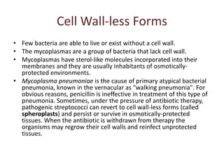 Cell Wall-less Forms
• Few bacteria are able to live or exist without a cell wall.
• The mycoplasmas are a group of bacteria that lack cell wall.
• Mycoplasmas have sterol-like molecules incorporated into their
membranes and they are usually inhabitants of osmotically-
protected environments.
• Mycoplasma pneumoniae is the cause of primary atypical bacterial
pneumonia, known in the vernacular as "walking pneumonia". For
obvious reasons, penicillin is ineffective in treatment of this type of
pneumonia. Sometimes, under the pressure of antibiotic therapy,
pathogenic streptococci can revert to cell wall-less forms (called
spheroplasts) and persist or survive in osmotically-protected
tissues. When the antibiotic is withdrawn from therapy the
organisms may regrow their cell walls and reinfect unprotected
tissues.
 