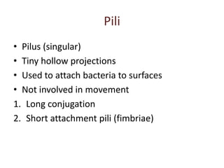 Pili
• Pilus (singular)
• Tiny hollow projections
• Used to attach bacteria to surfaces
• Not involved in movement
1. Long conjugation
2. Short attachment pili (fimbriae)
 