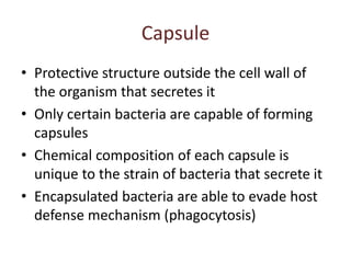 Capsule
• Protective structure outside the cell wall of
the organism that secretes it
• Only certain bacteria are capable of forming
capsules
• Chemical composition of each capsule is
unique to the strain of bacteria that secrete it
• Encapsulated bacteria are able to evade host
defense mechanism (phagocytosis)
 