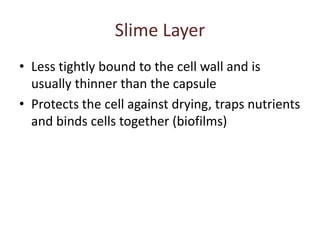 Slime Layer
• Less tightly bound to the cell wall and is
usually thinner than the capsule
• Protects the cell against drying, traps nutrients
and binds cells together (biofilms)
 