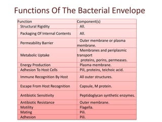 Functions Of The Bacterial Envelope
Function Component(s)
Structural Rigidity All.
Packaging Of Internal Contents All.
Permeability Barrier
Outer membrane or plasma
membrane.
Metabolic Uptake
Membranes and periplasmic
transport
proteins, porins, permeases.
Energy Production Plasma membrane.
Adhesion To Host Cells Pili, proteins, teichoic acid.
Immune Recognition By Host All outer structures.
Escape From Host Recognition Capsule, M protein.
Antibiotic Sensitivity Peptidoglycan synthetic enzymes.
Antibiotic Resistance Outer membrane.
Motility Flagella.
Mating Pili.
Adhesion Pili.
 