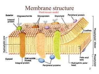 Membrane structureFluid mosaic model
2
 