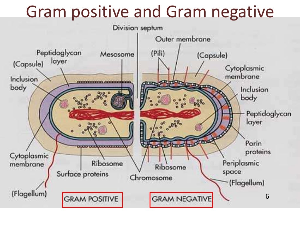 B.sc. microbiology II Bacteriology Unit II Morphology of Bacterial Ce…