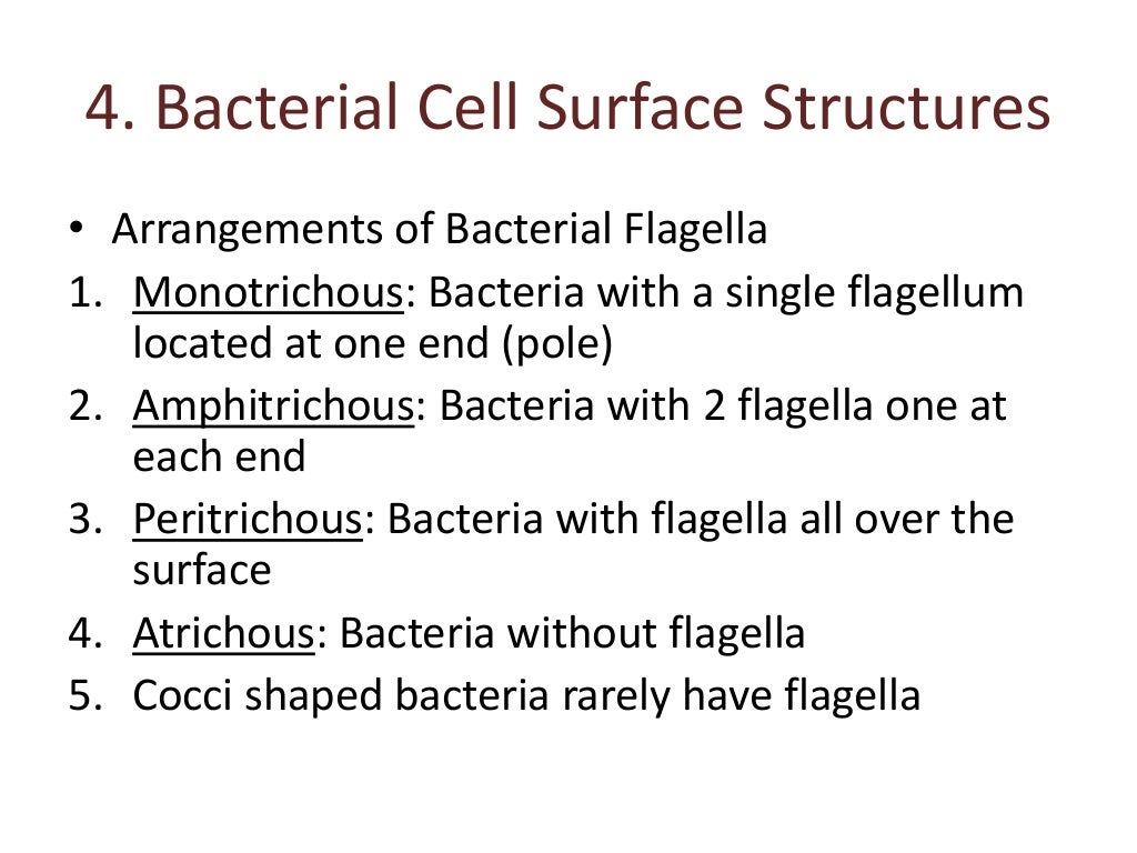 B.sc. microbiology II Bacteriology Unit II Morphology of Bacterial Ce…