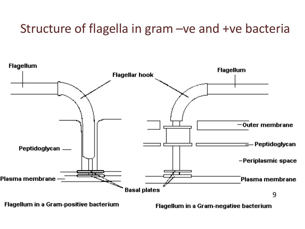 B.sc. microbiology II Bacteriology Unit II Morphology of Bacterial Ce…