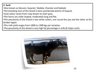 2. Surti
•Also known as Deccani, Gujarati, Talabda, Charator and Nadiadi.
•The breeding tract of this breed is Kaira and B...