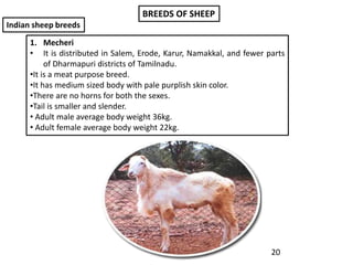 BREEDS OF SHEEP
Indian sheep breeds
1. Mecheri
• It is distributed in Salem, Erode, Karur, Namakkal, and fewer parts
of Dh...