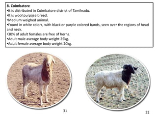 8. Coimbatore
•It is distributed in Coimbatore district of Tamilnadu.
•It is wool purpose breed.
•Medium weighed animal.
•...