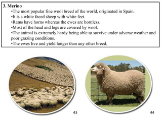 3. Merino
•The most popular fine wool breed of the world, originated in Spain.
•It is a white faced sheep with white feet....