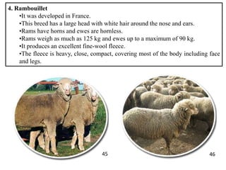 4. Rambouillet
•It was developed in France.
•This breed has a large head with white hair around the nose and ears.
•Rams h...