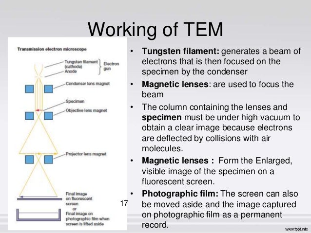 b sc biochemistry ii cellular biochemistry unit 4 basic techniques i how tem works