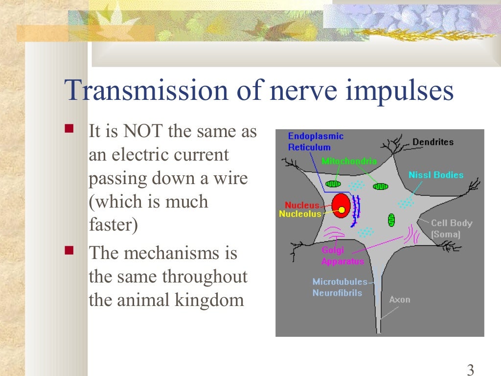 B.Sc.(Micro+Biotech) II Animal & Plant Physiology Unit 4.2 Transmissi…