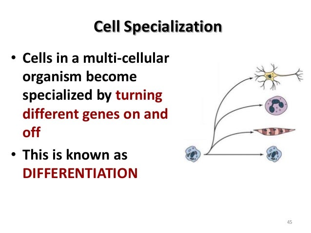 cell specialization definition
